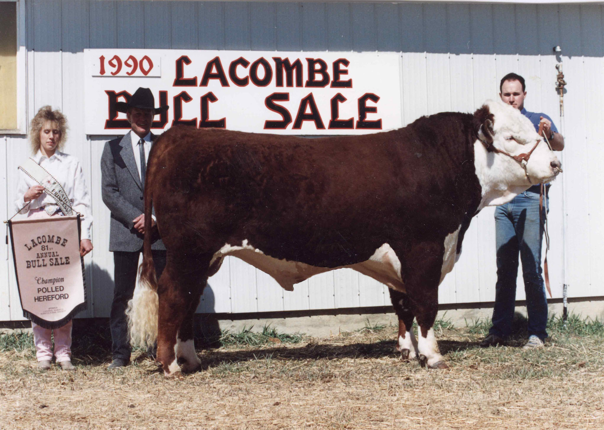 1990Lacombe-Bull-Sale
