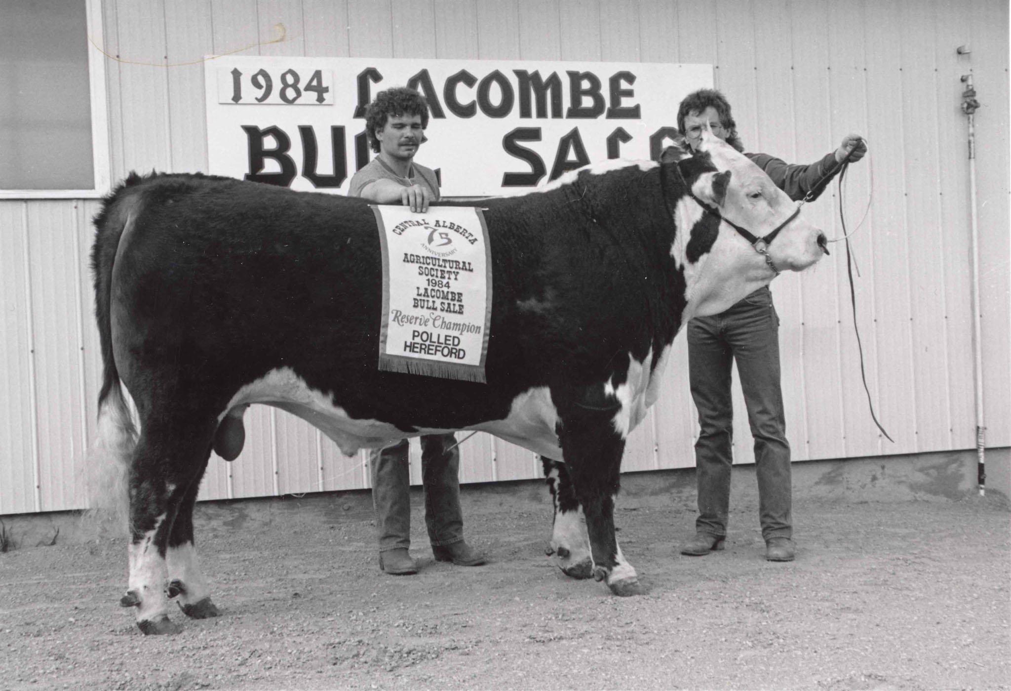 1984-Lacombe-Bull-Sale
