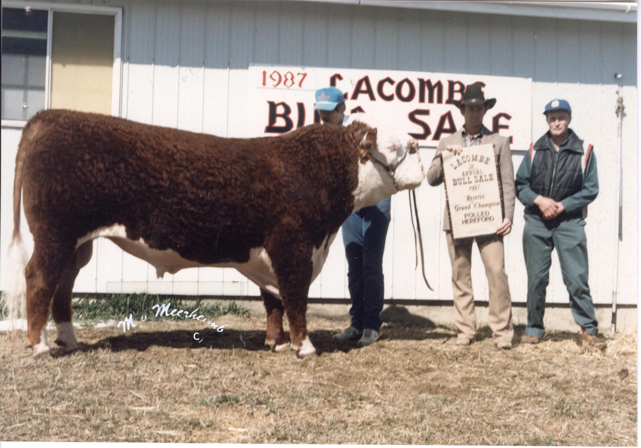 1987Lacombe-Bull-Sale