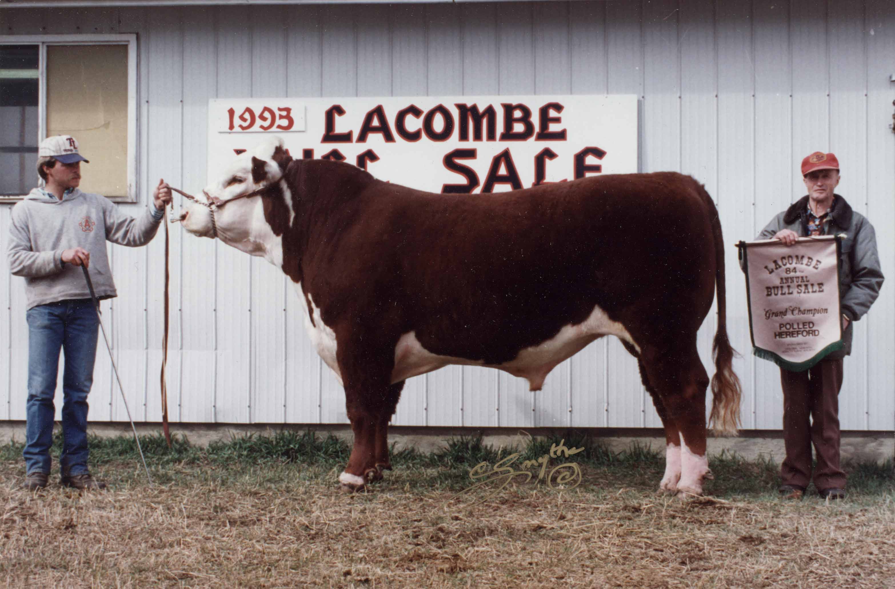 1993-Lacombe-Bull-Sale