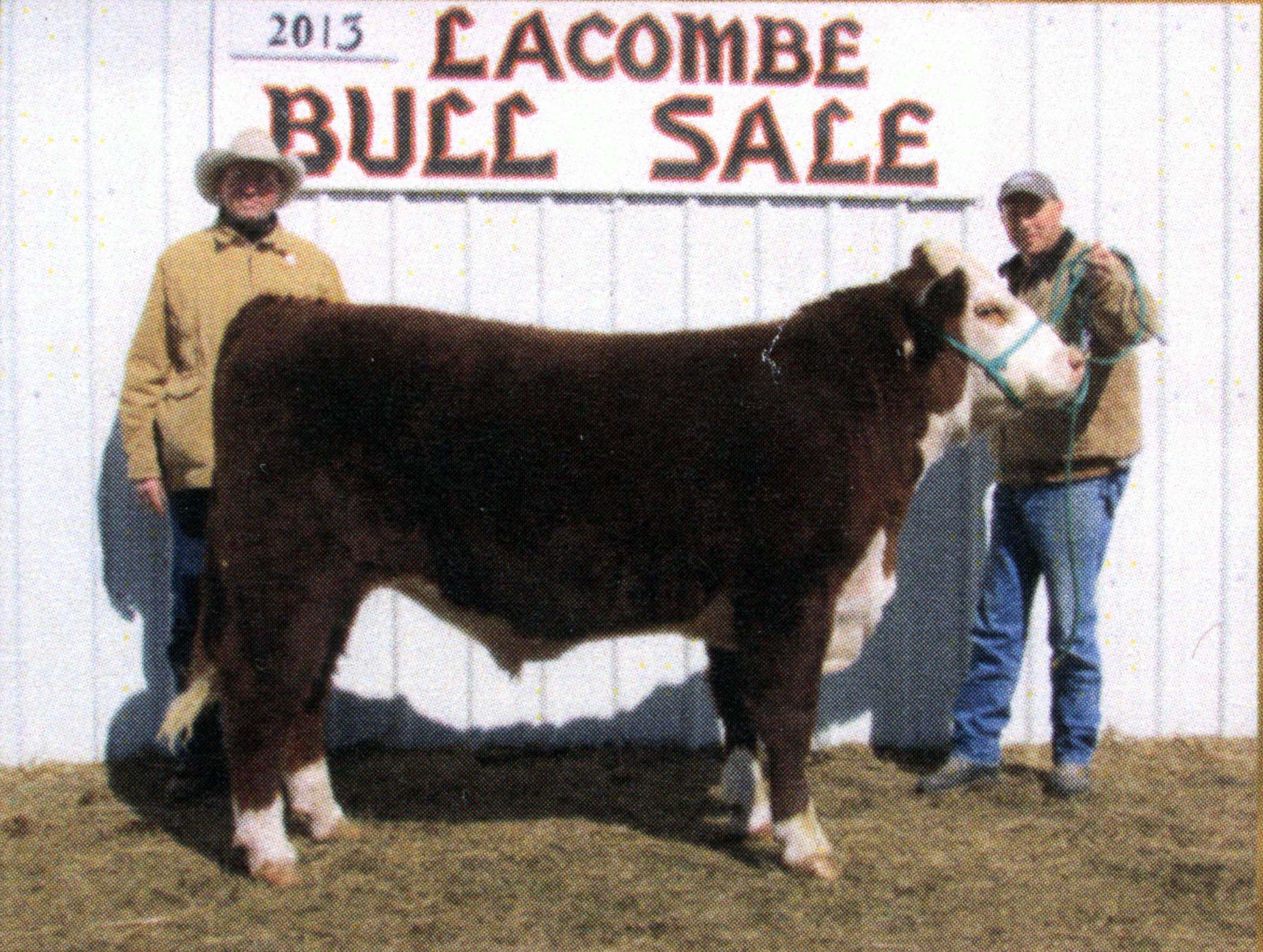 2013 Lacombe Bull Sale