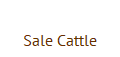 Sale Cattle